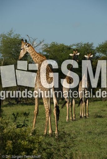 Giraffe (86 von 94).jpg